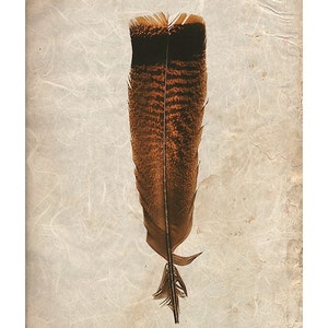 TURKEY FEATHERS Set of 4