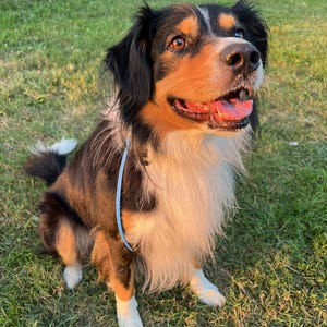 Puede incluir: Un perro de tamaño mediano con pelaje negro, marrón y blanco está sentado sobre hierba verde. El perro tiene un collar azul claro y está mirando hacia arriba con la boca abierta. El pelaje del perro es una mezcla de negro, marrón y blanco.
