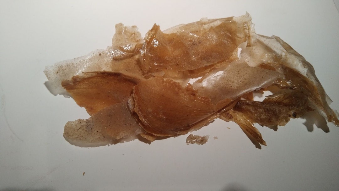 Parchment Glue pergamentleim 29 Grams 1 Oz Etsy