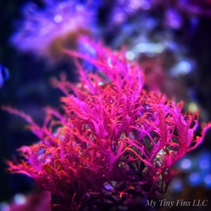 May include: A vibrant, close-up shot of a bright pink aquatic plant. The plant has a complex, branching structure with fine, delicate tendrils. The background is a blurred mix of blues and purples, creating a sense of depth and an underwater environment.