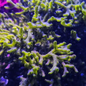 May include: Close-up of a vibrant, textured, green and yellow coral formation. The coral has a complex, branching structure with a slightly fuzzy appearance. The background is a deep blue, with hints of purple.