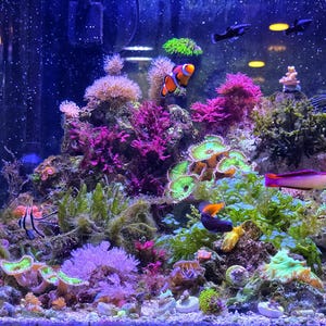 May include: A vibrant aquarium scene filled with colorful coral and various fish species. The tank features a diverse array of marine life, including clownfish, and other tropical fish, set against a backdrop of purple, green, and orange coral.
