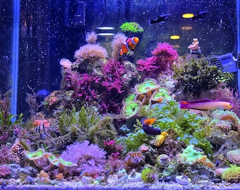 Macroalgae Variety 5 - Pack