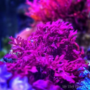 Live Macroalgae Pom Pom Gracilaria Frag (2–3") • Reef-Safe •