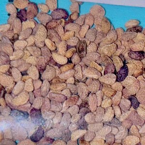 May include: Close-up of a pile of small, oval-shaped seeds. The seeds are primarily tan and brown, with some darker purple and black seeds mixed in. The seeds are clustered together, filling the frame.