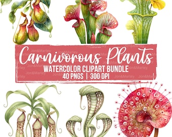 Paquete de imágenes prediseñadas de acuarela de plantas carnívoras: Venus atrapamoscas y plantas jarro (descarga digital)