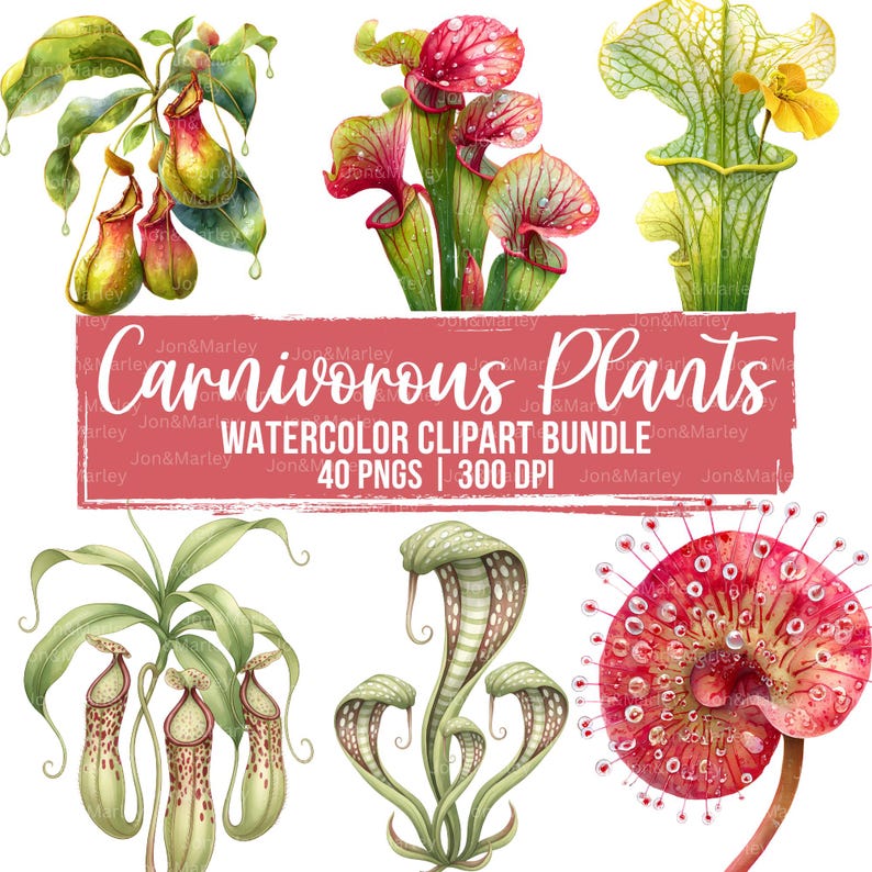 Carnivorous Plant Watercolor Clipart Bundle - Venus Fly Traps, Pitcher ...
