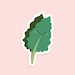 Kale