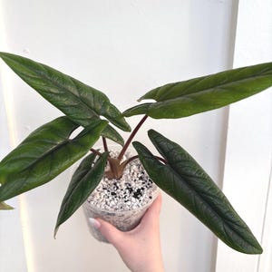 Alocasia Scalprum