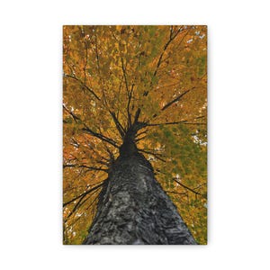 Autumn Tree Canvas Print, Fall Decor, Nature Wall Art, Seasonal Home Accent, Gift for Nature Lovers