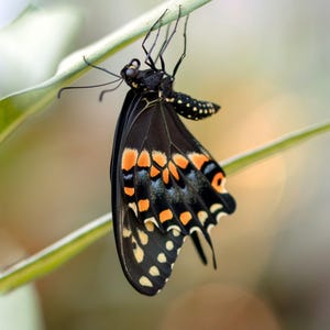 May include: A black butterfly with orange and blue patterns on its wings is suspended upside down from a green stem. The butterfly has small white spots and a black body.