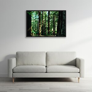 Redwoods - Kiki