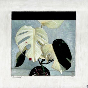 Monstera