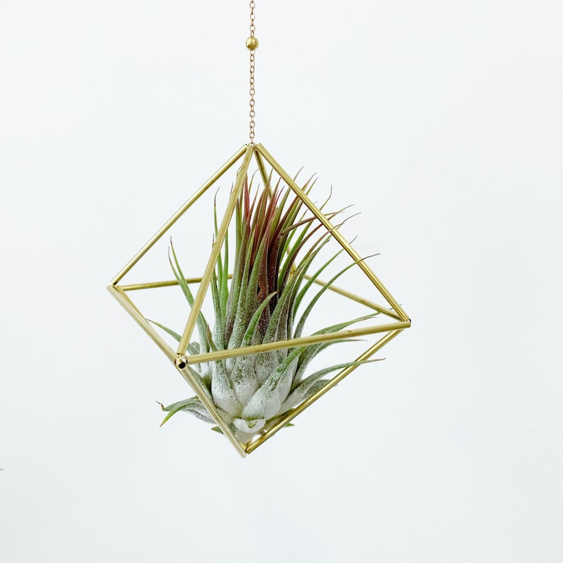 Modern Brass Himmeli Geometric Air Plant Mobile. Air plant holder. Hanging Plant. Air Plant Hanger. Housewarming Gift. Birthday Gift. image 4