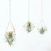 see more listings in the Air Plant Hangers section