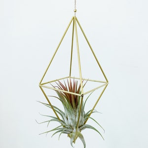 Modern Brass Himmeli Geometric Air Plant Mobile. Air plant holder. Hanging Plant. Air Plant Hanger. Housewarming Gift. Birthday Gift. image 3