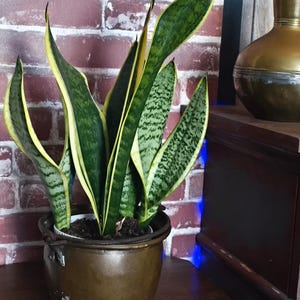May include: A potted snake plant with green and yellow striped leaves. The plant is in a bronze-colored pot with a handle. The background features a brick wall and a wooden cabinet. The text "Seconda Orbit - Objects with a soul" is at the bottom.