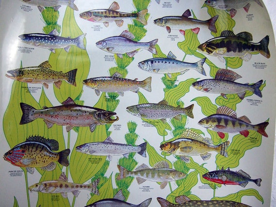 Freshwater Fish Identification Chart