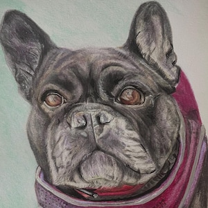 Bespoke pet portraits - hand drawn in coloured pencil