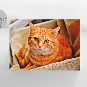 Carte de voeux de chat de gingembre, cartes de voeux de chat, pensant à vous, carte blanche de voeux, cartes du chat, carte de miss you, carte d’anniversaire