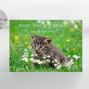 Funny cat birthday card, sarcastic greeting cards, snarky greeting cards, blank greeting cards, kitten birthday greetings, you are so old