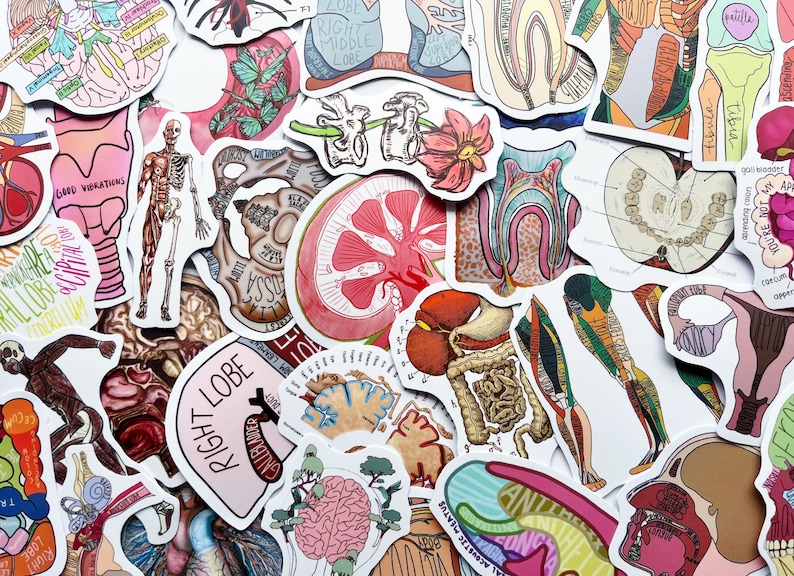 Internal Innformation Sticker Science Anatomy Stickers, Medical Study, Biology, for Journals, Phone ...