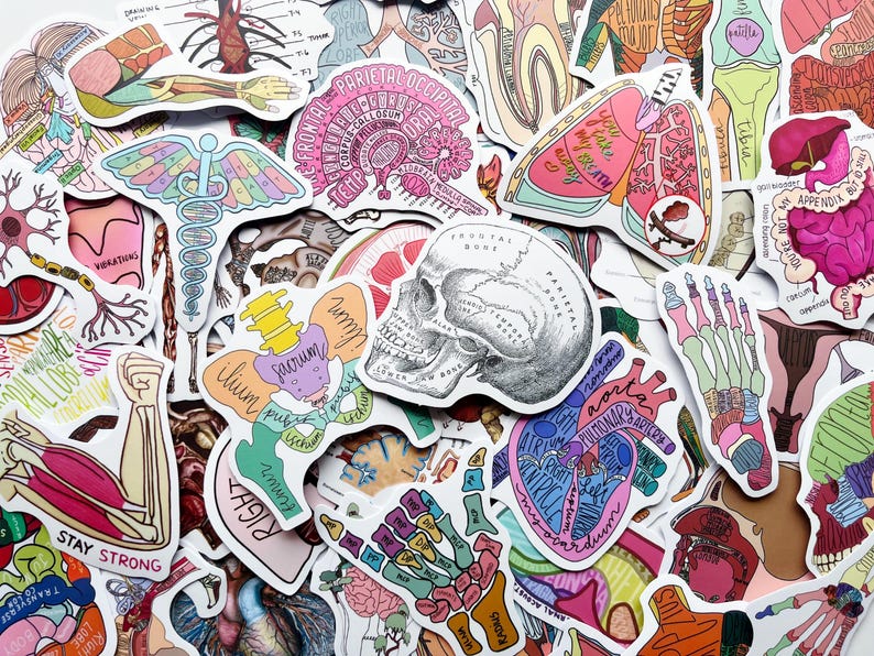 Science Anatomy Stickers, Medical Study, Biology, for Journals, Phone ...