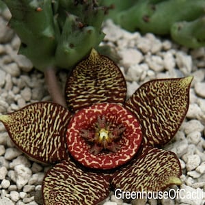 Stapelia variegata atrata - unique flower color