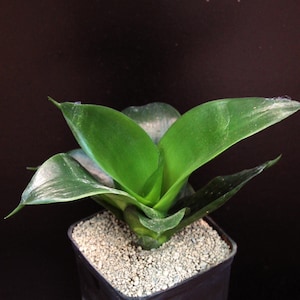 Sansevieria &#39;Hahnii Black Jade&#39; - snake plant
