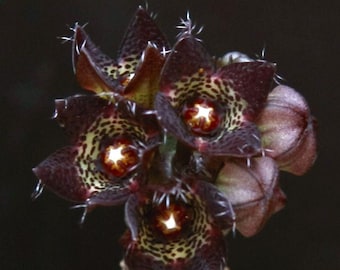 Caralluma joannis - Apteranthes - Succulente