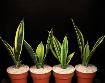 Sansevieria trifasciata 'Golden Flame' vetplant