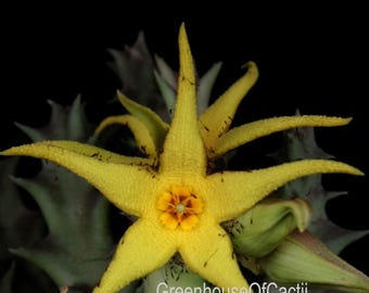 Caralluma lutea - Suculenta