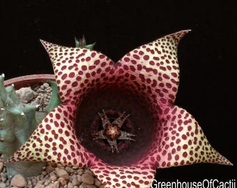 Purple Nurple' rarissima -Tavaresia- ibrida - Succulenta