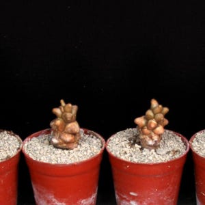 Othonna herrei - caudex- bonsai-rare plant