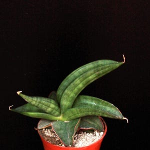 Sansevieria patens - rare plant
