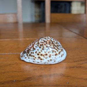 Vintage spotted Tiger cowrie shell with white underside and toothed opening as a decorative item or a collector’s sea shell
