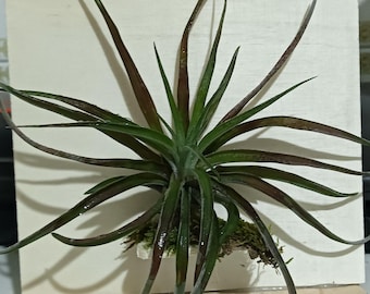 Ich verkaufe eine Holzkonstruktion, eine Tillandsienstütze.