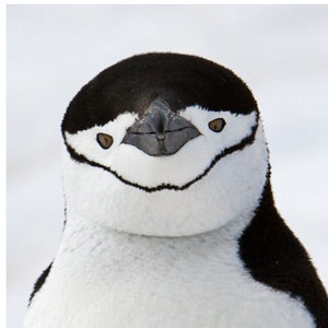 Set of Quantity 5: Chinstrap Penguin Portrait
