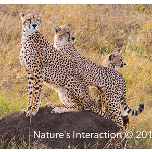 Set of quantity 5: Cheetah Family, Serengeti