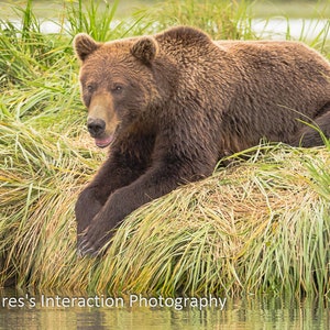Set of quantity 5: Resting Alaskan Grizzly Bear