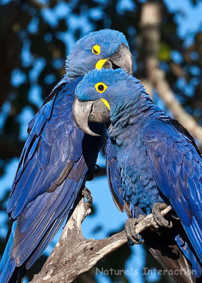 Set of Quantity 5: Mates for Life Hyacinth Macaw Pair Photo Card - Main Image