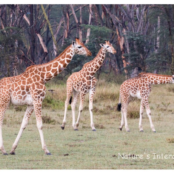 Set of quantity 5: Giraffe Family Photo Greeting Card. Lake Nakuru, Kenya