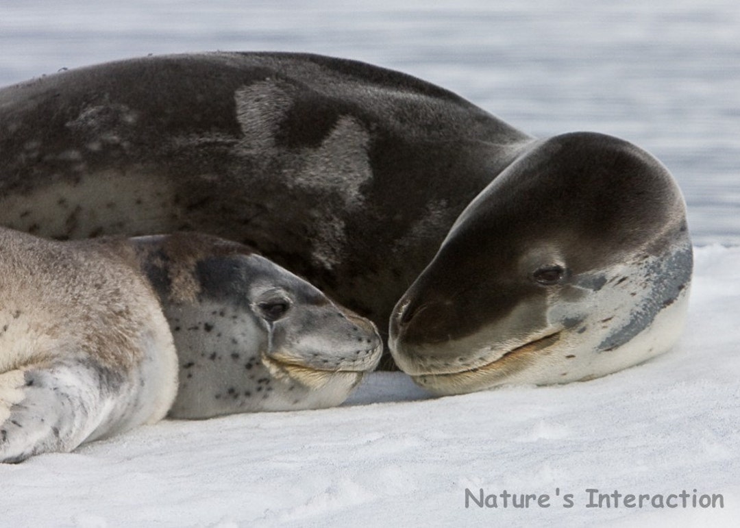 Set of Quantity 5: Leopard Seal Mom and Pup Photo Card - Etsy