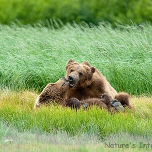 Set of quantity 5: Getting To Know You - Grizzly Bears, Photo Card