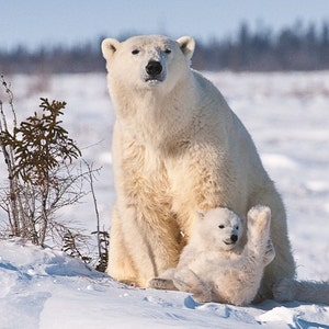 Set of quantity 5: Polar Bear Mom and Cub Photo Card