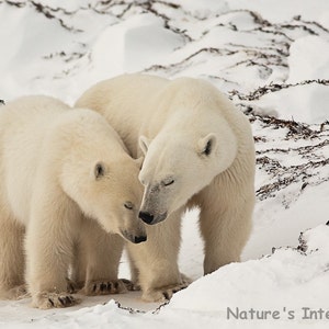 Set of quantity 5: Polar Bear Mom and Child - Last Season Together