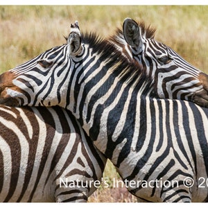 Set of quantity 5: Zebra Hug, Serengeti