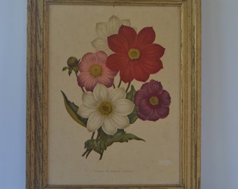 Vintage Framed Dahlias Floral Flowers Print Wall Art