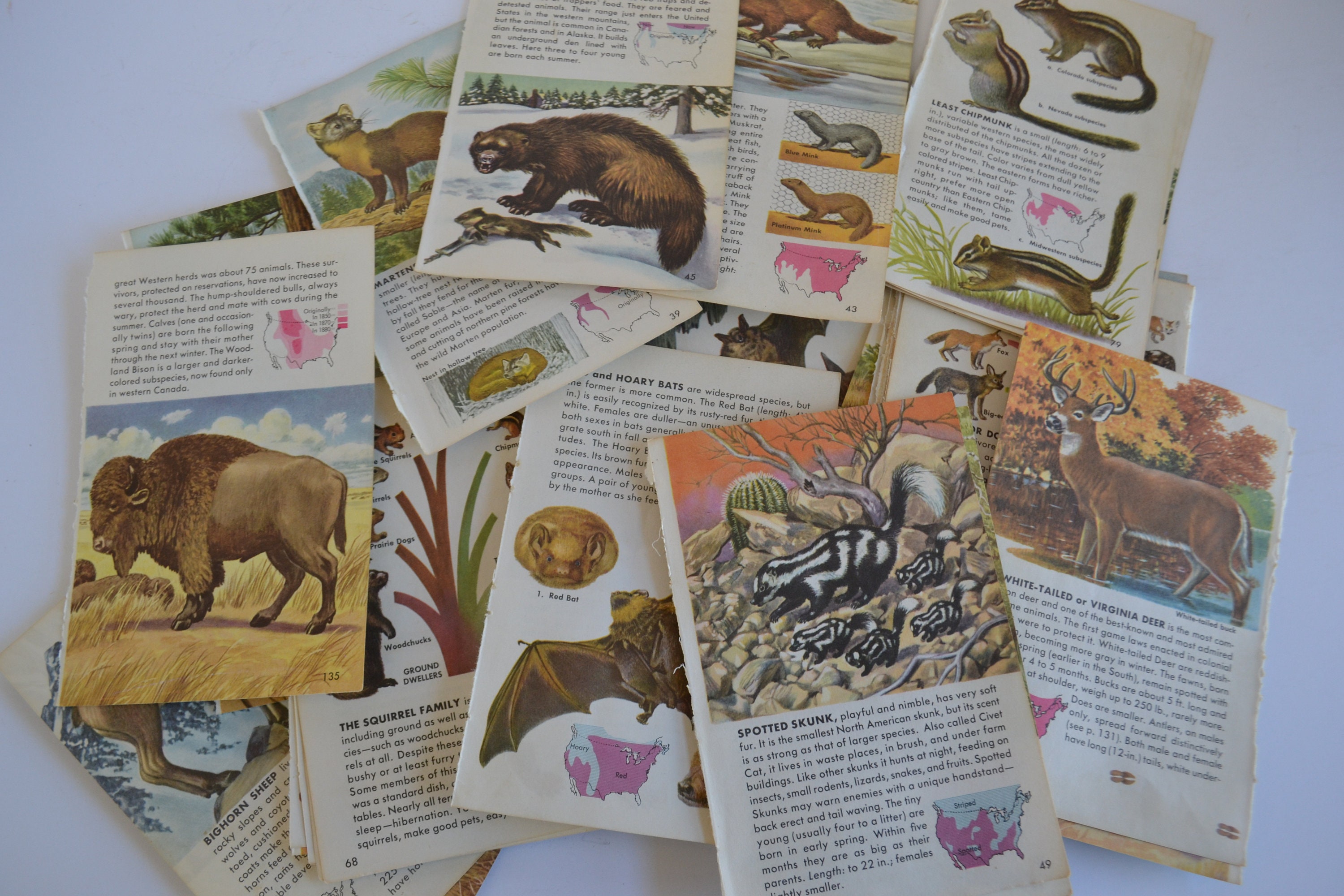 Vintage American Mammals Animals Ephemera Booklet Illustration - Etsy New Zealand Vintage American Mammals Animals Ephemera Booklet Illustration - Etsy New Zealand
