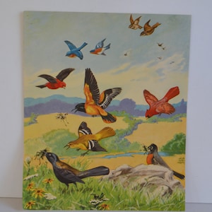 Vintage Frameable Birds Variety Art Print